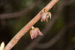 Smallflower pawpaw